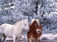 Horses and Hoar frost, Colorado
