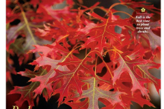 Southern Living Magazine, November 2009, Red Oak leaves