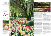 Dallas Arboretum, March 2006, Southern Living Magazine, tulip dispaly
