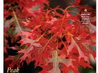 Southern Living Magazine, November 2009, Red Oak leaves