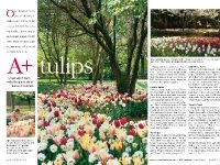 Dallas Arboretum, March 2006, Southern Living Magazine, tulip dispaly