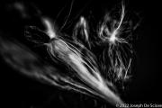 Seed Floss from Asclepias, milkweed flower.