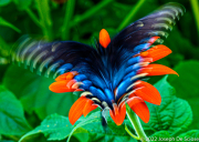 Fluttering Butterfly on Tithonia Flower