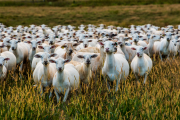 Curious Sheep, Sweet Seasons Farm, Alabama