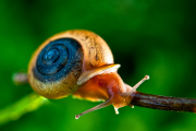 Happy Snail