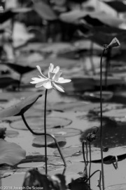 American Lotus, Tensaw Delta