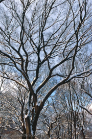 Central Park in the Snow