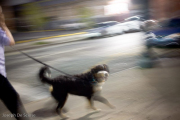 Rushing by, Dog on a Leash in New Orleans