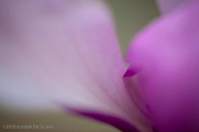 Magnolia Flower