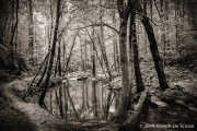 Moss Rock Preserve, Fairy Pond
