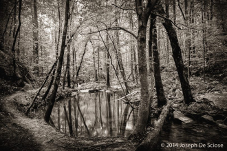 Moss Rock Preserve, Fairy Pond