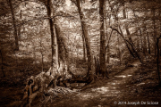 Moss Rock Preserve,
