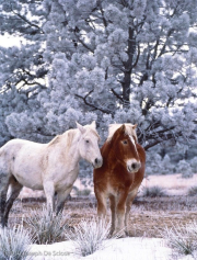 Horses and Hoar frost, Colorado