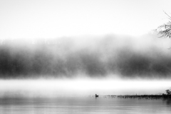 Morning Fog on the Lake