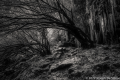 Ice coated shrubery and Icicles in a forest, black and white.