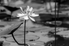 American Lotus, Tensaw Delta