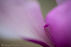 Magnolia Flower