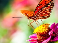 Butterfly on zinnia flower