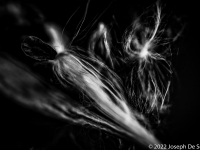 Seed Floss from Asclepias, milkweed flower.