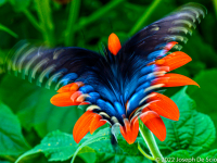 Fluttering Butterfly on Tithonia Flower