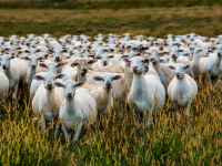 Curious Sheep, Sweet Seasons Farm, Alabama