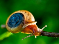 Happy Snail