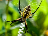 garden spider in a web