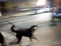 Rushing by, Dog on a Leash in New Orleans