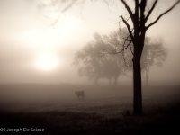 North Alabama, October morning, Silhouettes