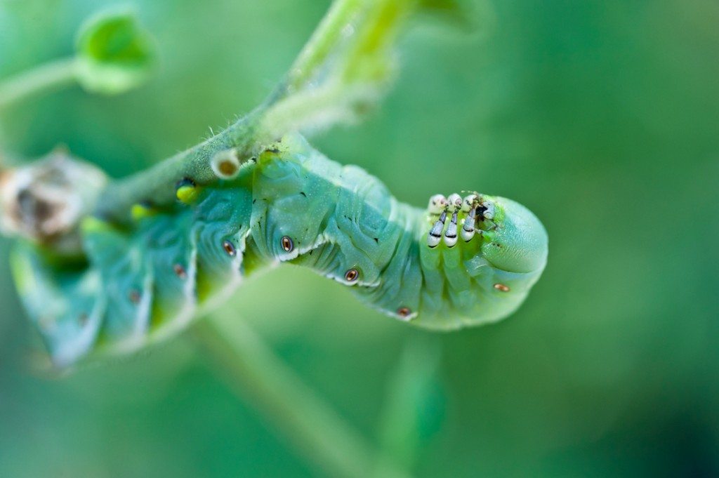 Tomato Hornworm, Manduca quinquemaculata (Haworth) (Insecta ...